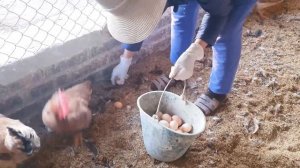 Harvesting egg & Release the Chicken Rosster to the garden, Daily work in Poultry Farming