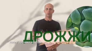 Какие бывают дрожжи в кормлении КРС?