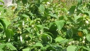 Золотая Зюгана  - лидер среди желтоплодных сортов ремонтантной малины