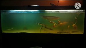 Рост осетра и стерляди в домашнем узв аквариуме за 2 месяца