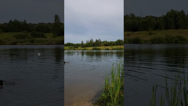 240718 1-й Первый Разуваевский пруд Пляж лесопарк Андриабуж андриабужский андриабужское озеро г Орёл