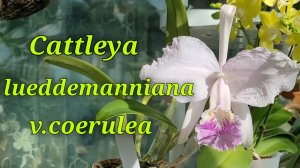 Cattleya lueddemanniana v.coerulea. Первое домашнее цветение.