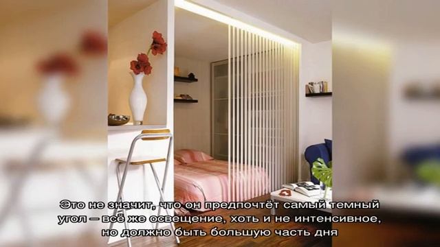 Нескучный домашний сад: комнатные растения в интерьере жилого дома смотреть онлайн