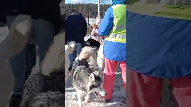 Хаски Парк, Минск, Беларусь. СУПЕР ЭМОЦИИ