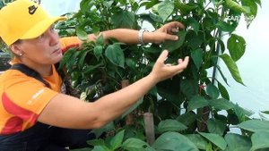 Ругают семена Партнер, а я всегда сажаю. Перцы завалили урожаем.