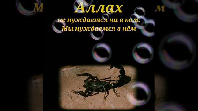 Альхамдулиллях, Ещё не поздно читай молитву