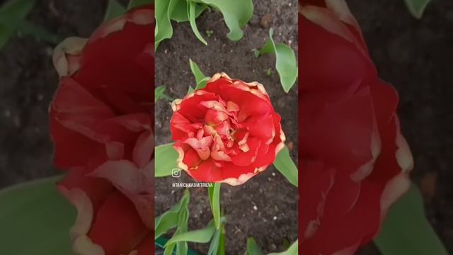 Тюльпаны от @Yagabobochka #тюльпаны#цветники#идеи#дача#садовод#дачныесоветы