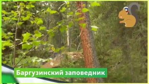 Баргузинский заповедник гордость нашей страны