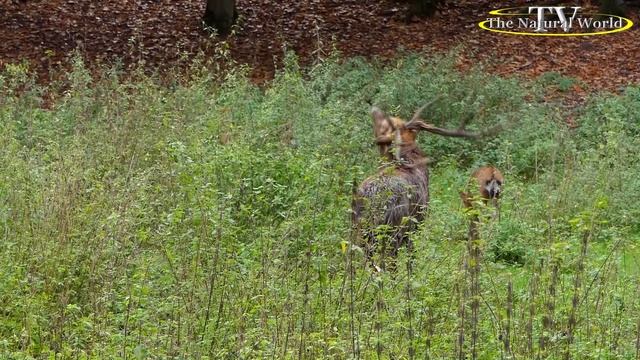 Домик у ручья Мир Природы..#Осенний #блюз #осени #музыка