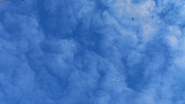 Продаются голуби которые летают 5 - 6 часов !!! смотреть онлайн