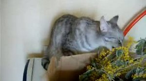 кошка ест мимозу