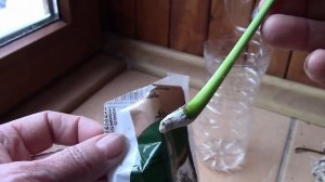 Спатифиллум. Черенок спатифиллума я получила в подарок   Спафифиллум путешественник!