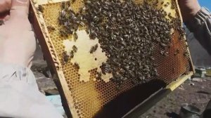 подкормка пчёл весной, как заставить матку сеять больше расплода в безвзятковый период