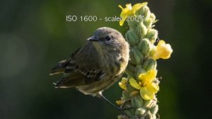 Panasonic Lumix G9 and Panasonic 100-300mm f/4-5,6 II (in 4k)