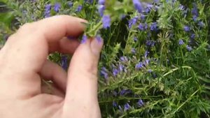 иссоп лекарственный