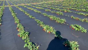 Клубника Мурано | Последний сбор ягоды