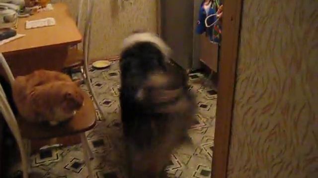 Шик Хоум Зели ин Принсес Бэль играет с котом. 2009 год смотреть онлайн