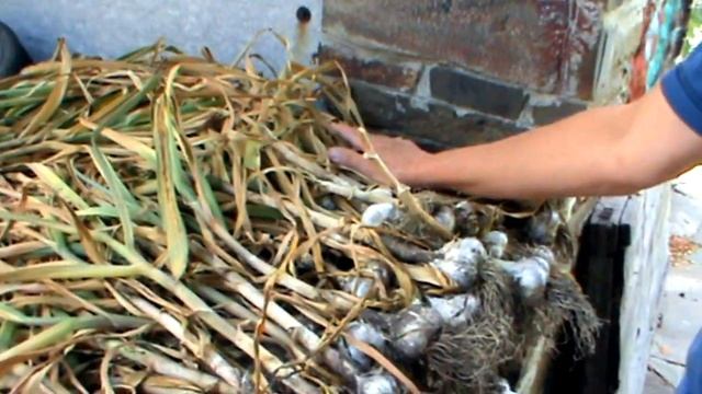 Как сушить чеснок после уборки. Подготовка чеснока к хранению
