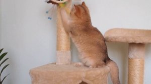 Британская золотистая шиншилла