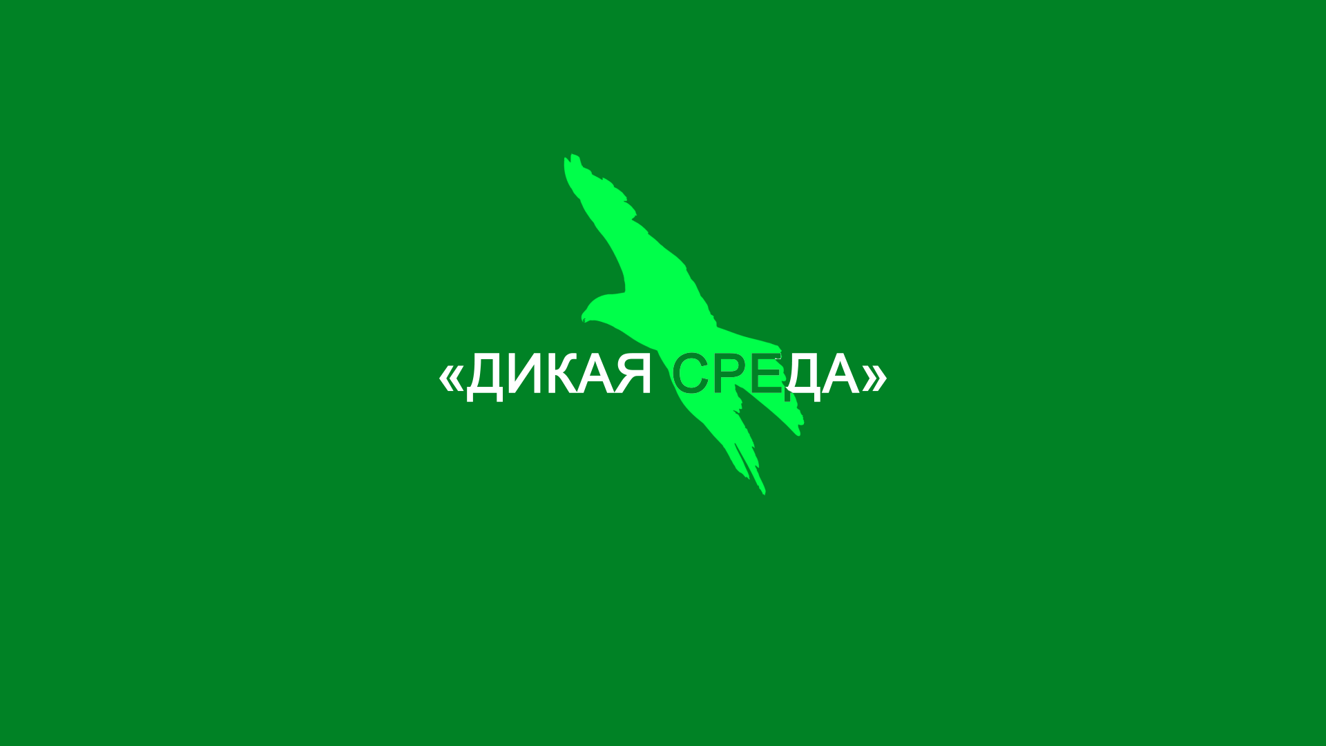 «Дикая среда» - Птицы зимой