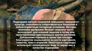 Яичная скорлупа для повышения плодородия почвы: советы по эффективному применению