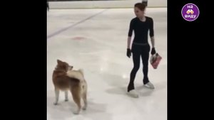 Ловите милоту от Алины Загитовой и Масару! アリナ・ザギトバとマサル