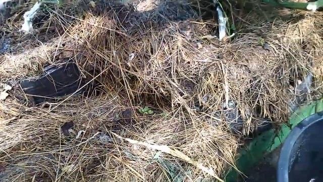 Этого про огурцы вы точно НЕ ЗНАЛИ! Когда лучше срывать зеленцы, стресс для огурцов, кривые плоды