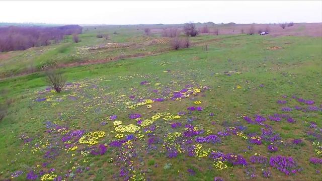 Тизер "Степные ирисы Ольвии". Видеограф Сергей Шеин. смотреть онлайн