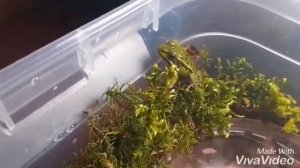 террариум для #лягушки/ How to make a #terrarium out of a #frog container with an artificial pond.