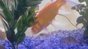 Золотая РЫБКА (Аквариум) | Golden FISH (Aquarium)