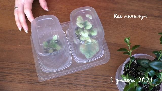 Белые детки фиалок от пестролистных сортов | Что делать? Из белых в зеленые!