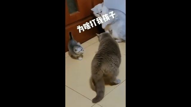 СМЕШНЫЕ КАДРЫ ИЗ ЖИЗНИ ЖИВОТНЫХ. #СМЕХЖИЗНЬ#ТОП