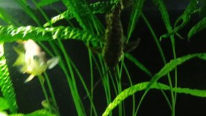 Аквариумные рыбки Цихлазома Элиота и Нанакары.