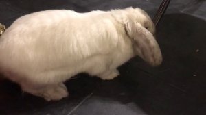 ?Как играть с кроликом? Вечер с Арианой.