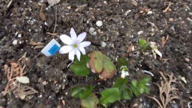 Hepatica печеночницы 26апреля 2019года г.Кировск ленинградской обл.