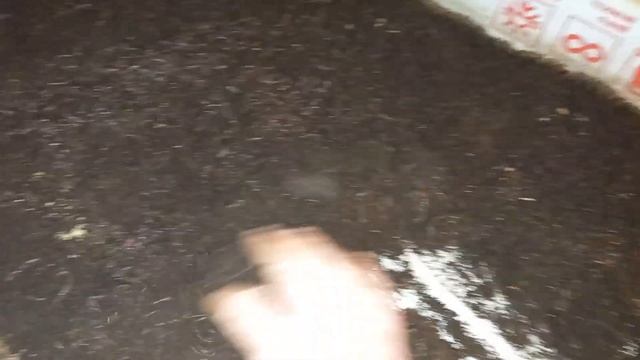 Стеллажный метод разведения калифорнийского червя в гараже. смотреть онлайн