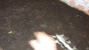 Стеллажный метод разведения калифорнийского червя в гараже.