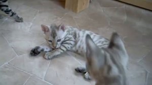 Бенгальские котята -27.06.2012 - BENGAL KITTENS for SALE