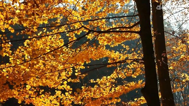 Самые лживые знаки Зодиака смотреть онлайн