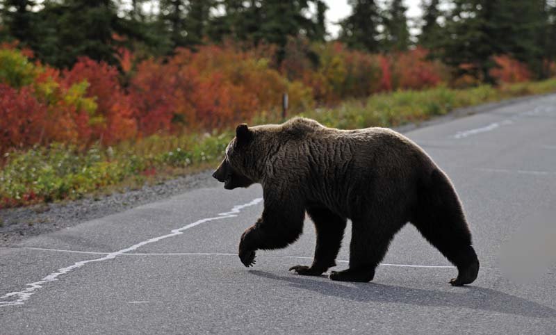 Bear events. Ярославский медведь. Ursus arctos in Zoo.