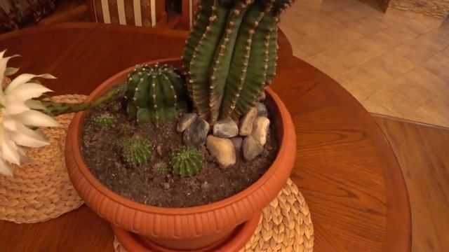 Кактус ЭХИНОПСИС. Цветёт Малыш впервые. смотреть онлайн