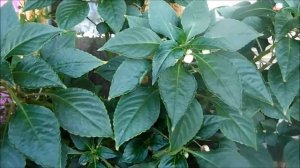 Обрезаю бальзамин для повторной волны цветения