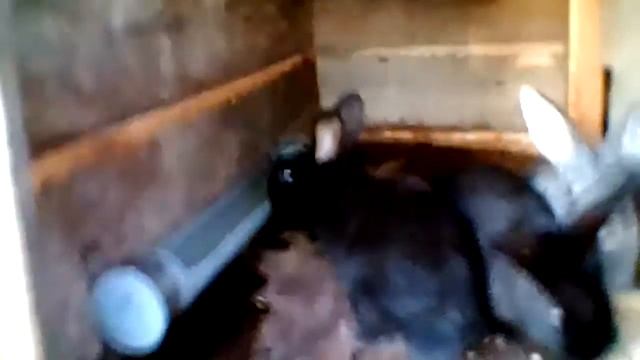 Крольчатники своими руками! Кормушки и поилки!) смотреть онлайн