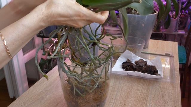 Растопыренные корни УМЕСТИТЬ СЛОЖНО. Закрытая посадка орхидеи. смотреть онлайн
