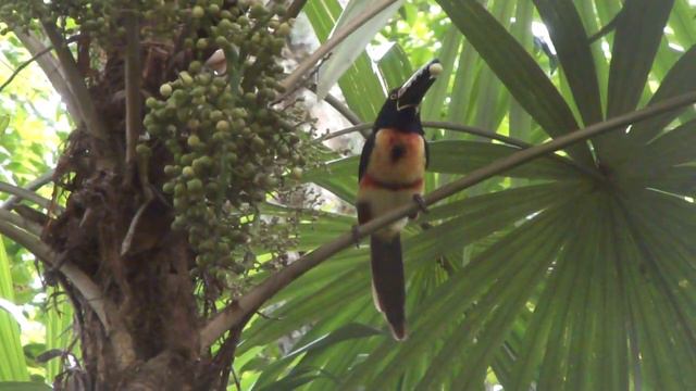 Toucan Bird in the Trees in Guatemala смотреть онлайн