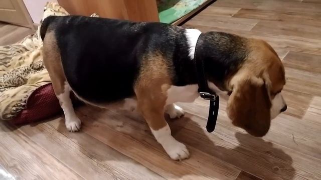 Схватки у собаки смотреть онлайн