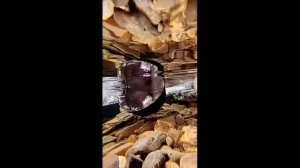 Как живут современные кочевники