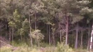 Прибытие и отправление со станции Сегежа (Окт ж\д, РЖД)