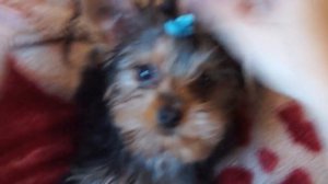 Как приучить собакена к резинкам