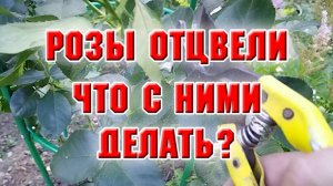 Розы отцветают. Что я с ними делаю